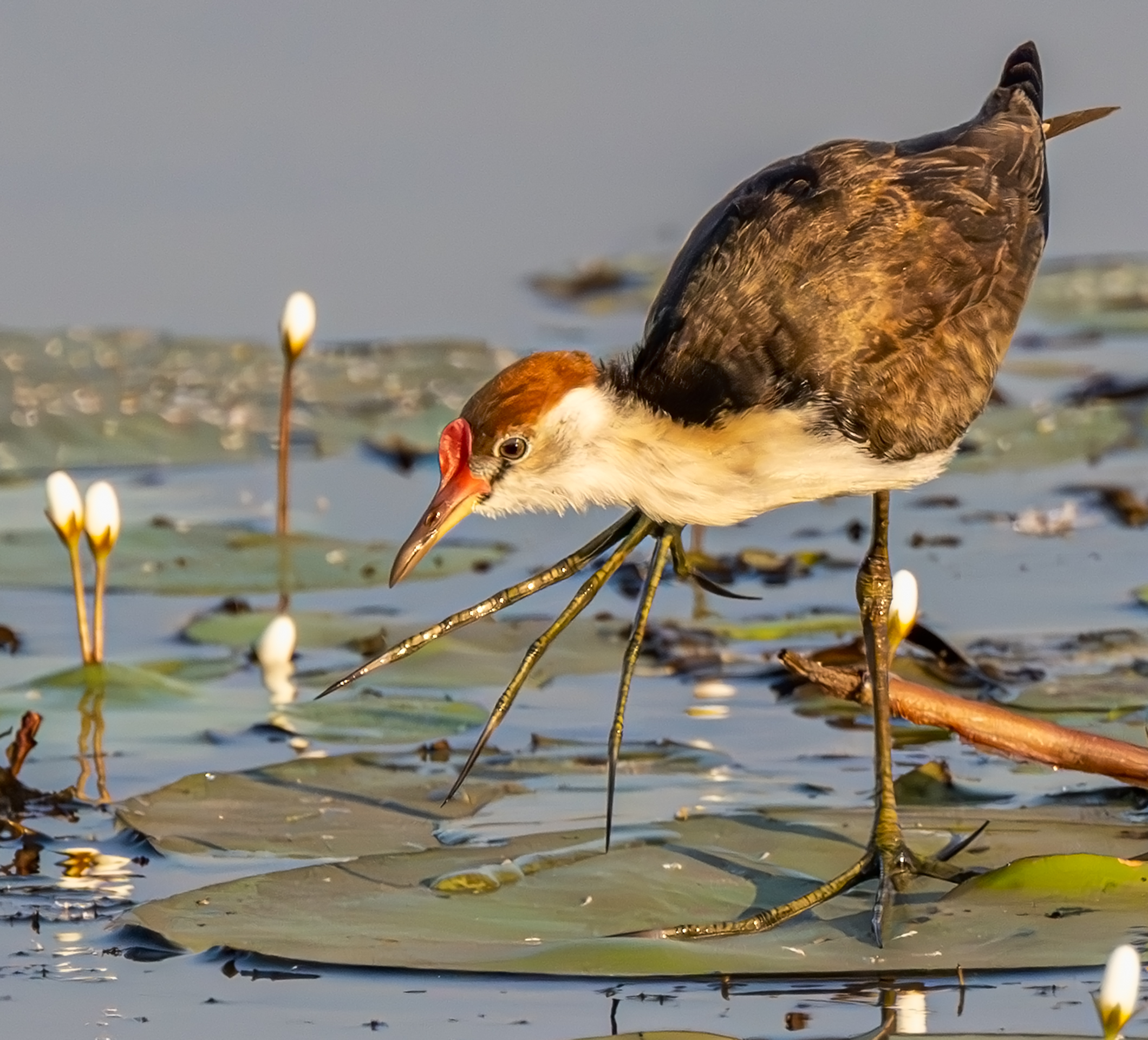 2nd PrizeOpen Nature In Class 3 By Judy Beiriger For Watch Your Step OCT-2025.jpg